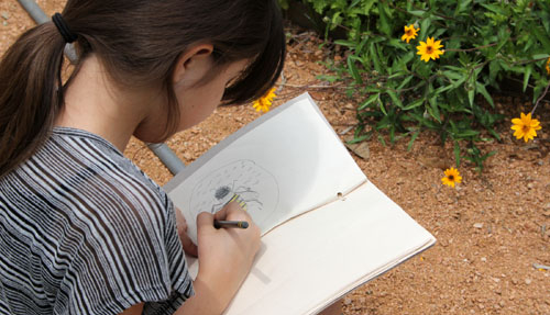 Kid observing and drawing a flower